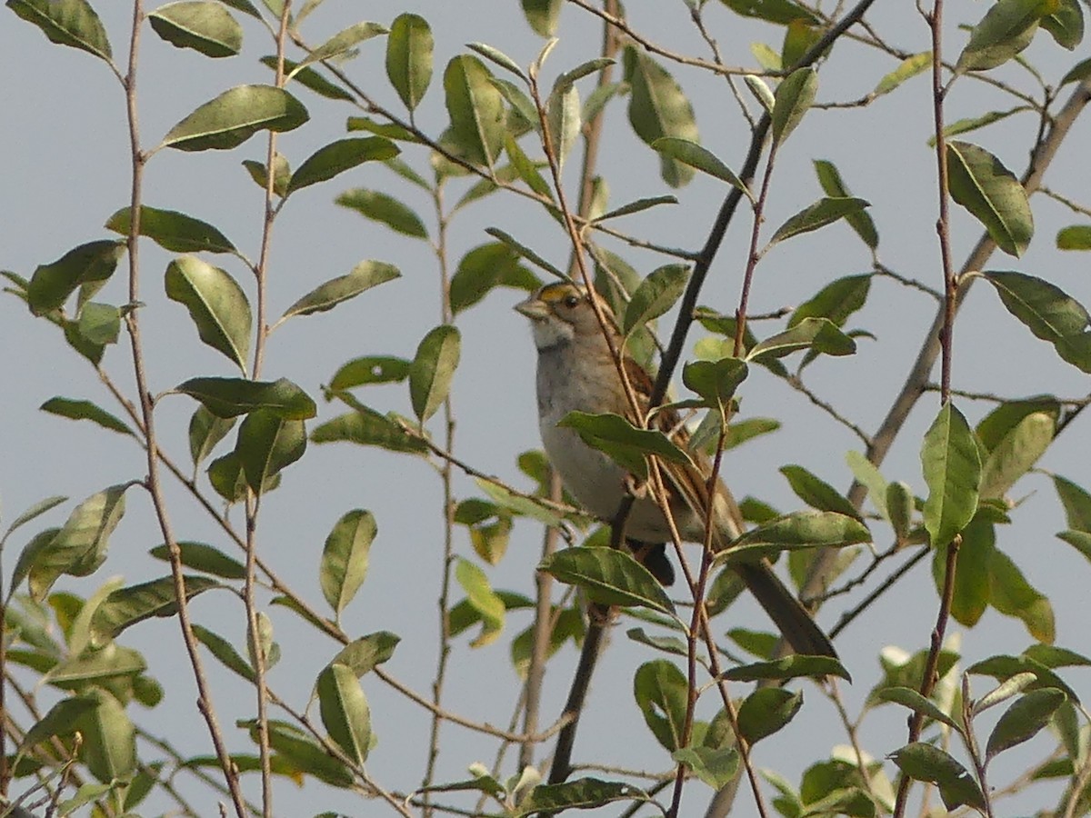 White-throated Sparrow - ML643705611