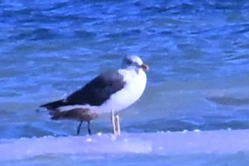Gaviota Sombría - ML643705613