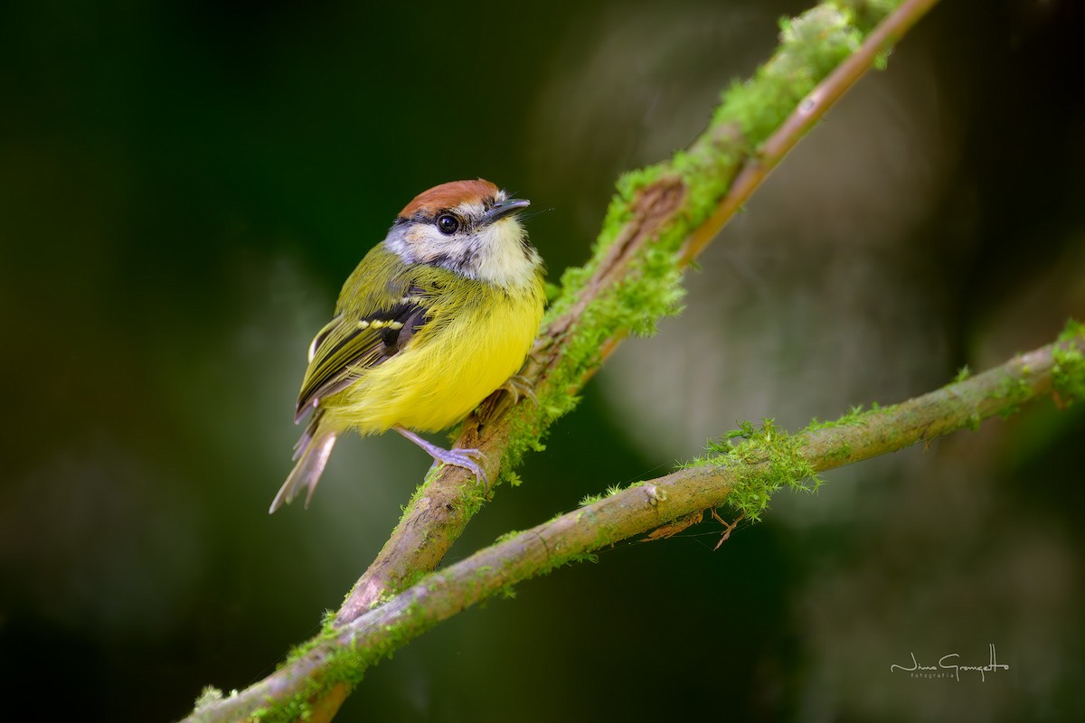 Rufous-crowned Tody-Flycatcher - ML643705614