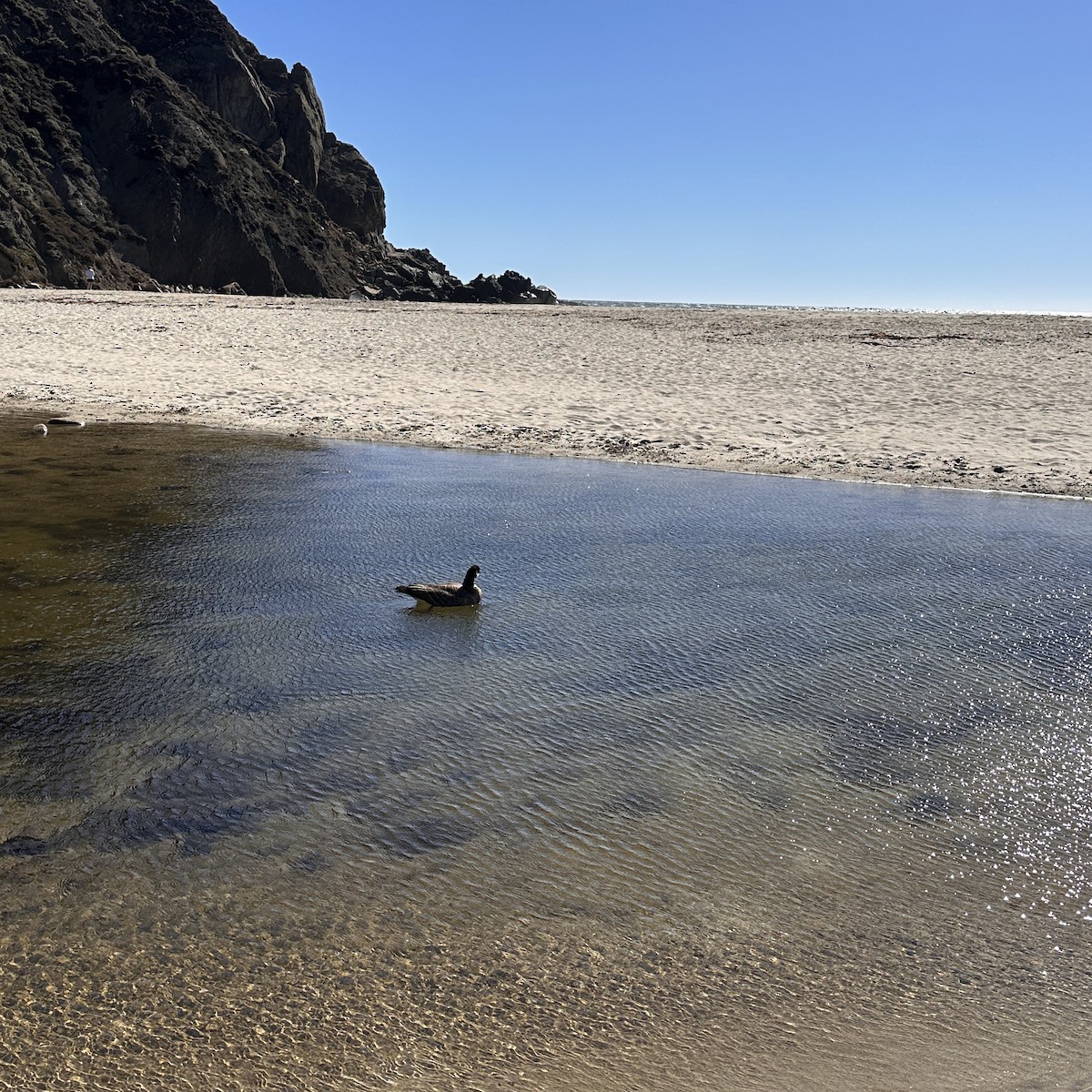 Cackling Goose - ML643705630