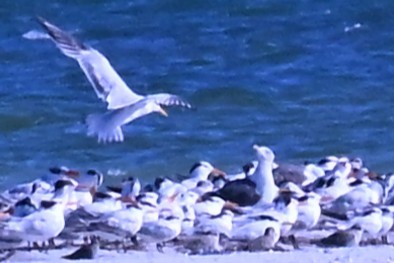 Gaviota Sombría - ML643705631