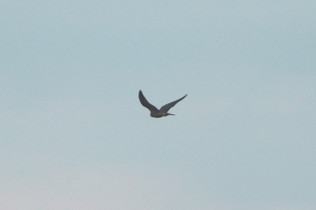 Peregrine Falcon - ML643705637
