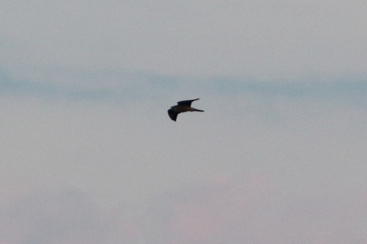 Peregrine Falcon - ML643705639