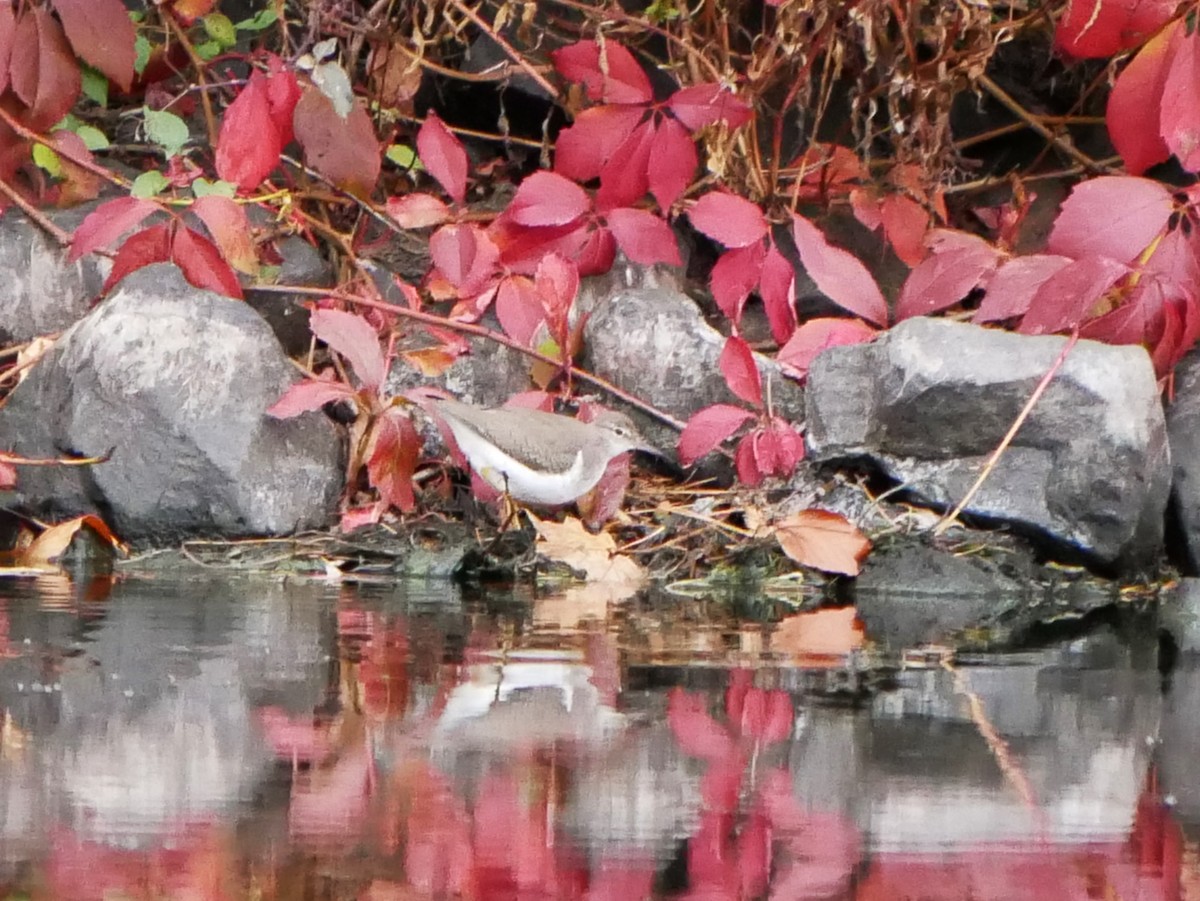 Spotted Sandpiper - ML643705640