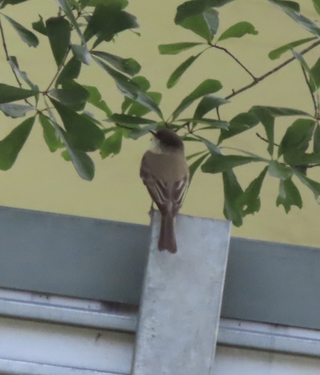 Eastern Phoebe - ML643705641