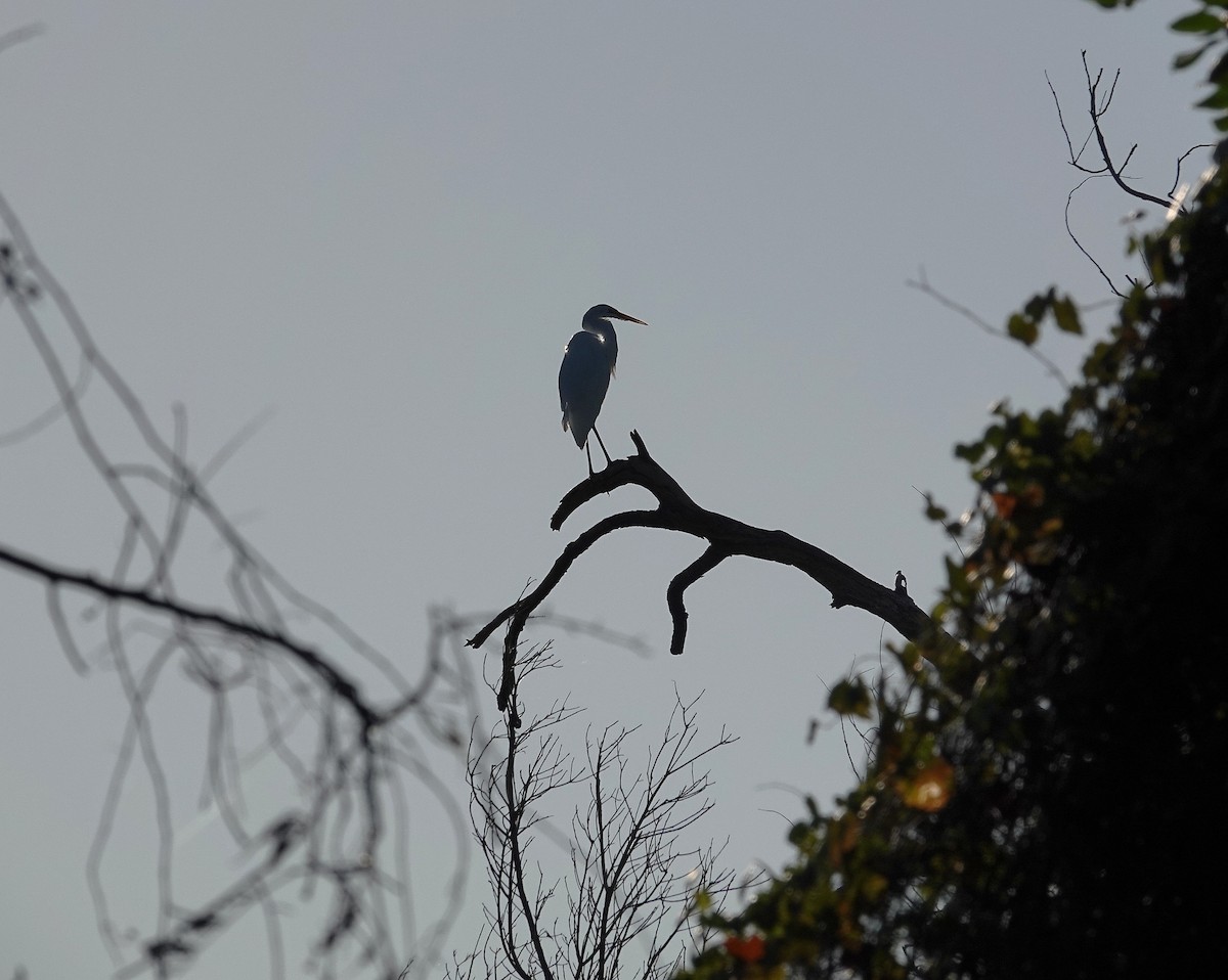Great Blue Heron - ML643705642