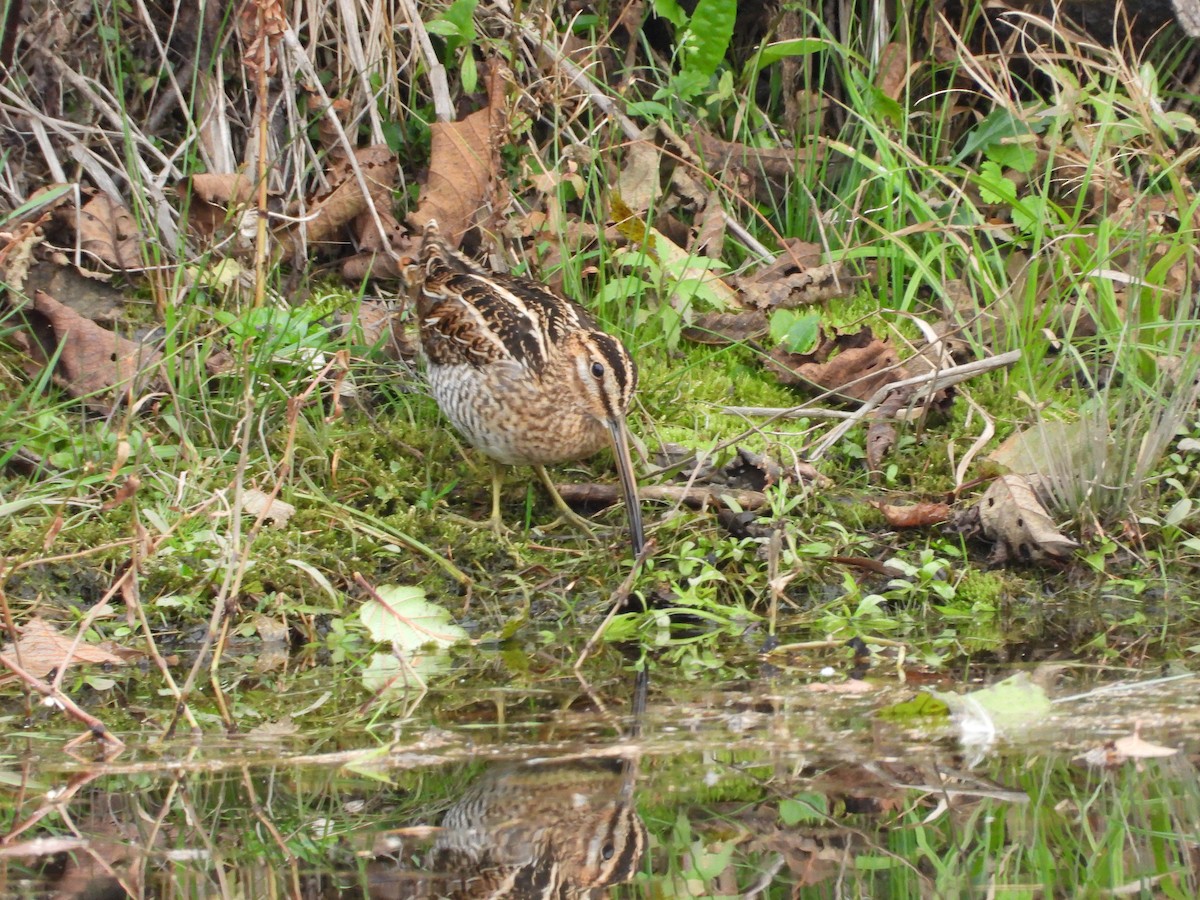 Wilson's Snipe - ML643705643