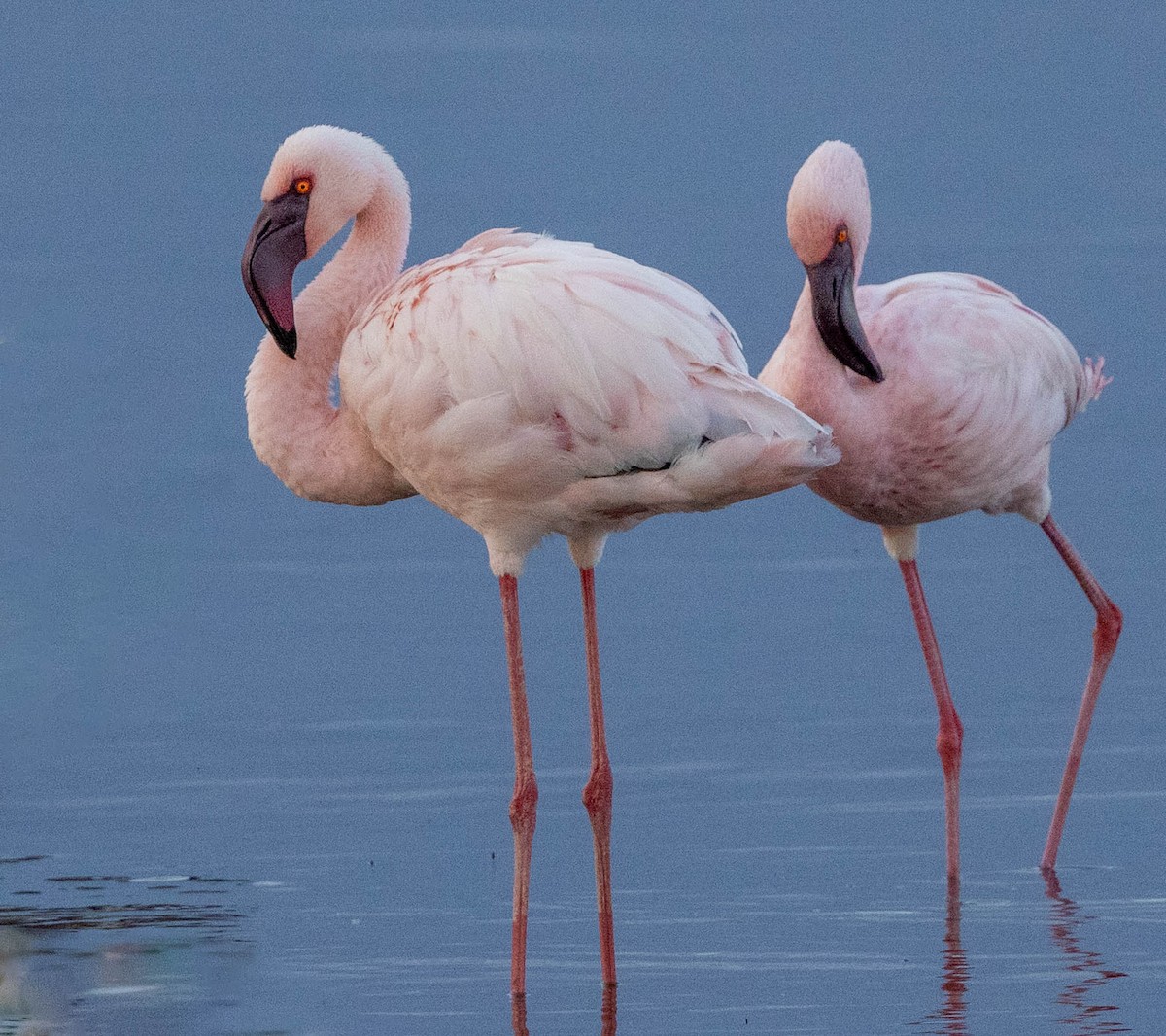 Lesser Flamingo - ML643705644