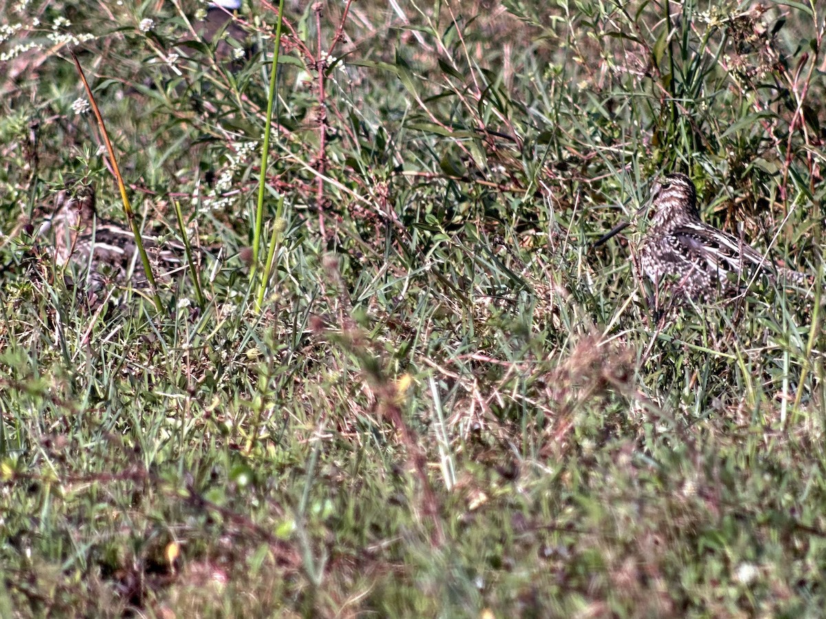 Wilson's Snipe - ML643705645