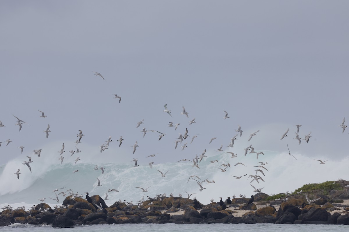 White-fronted Tern - ML643705646