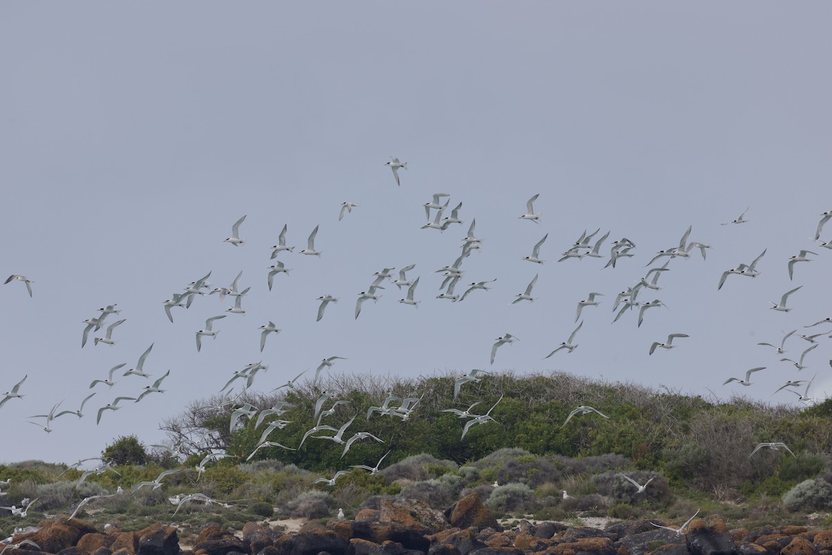 White-fronted Tern - ML643705647