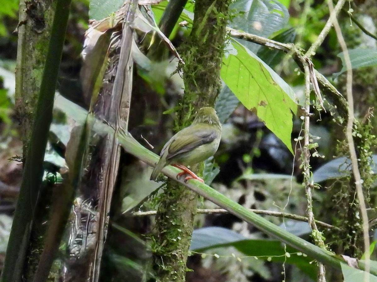 White-bearded Manakin - ML643705648