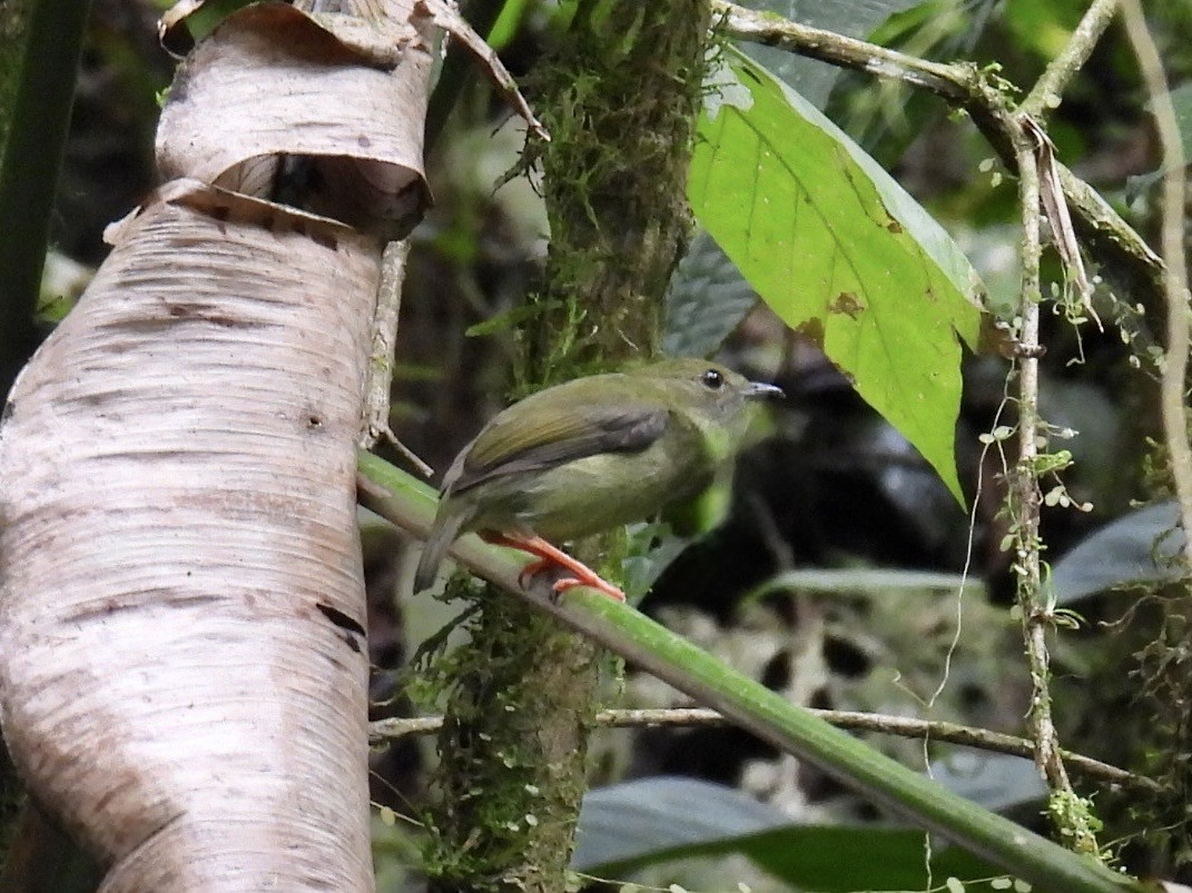 White-bearded Manakin - ML643705649