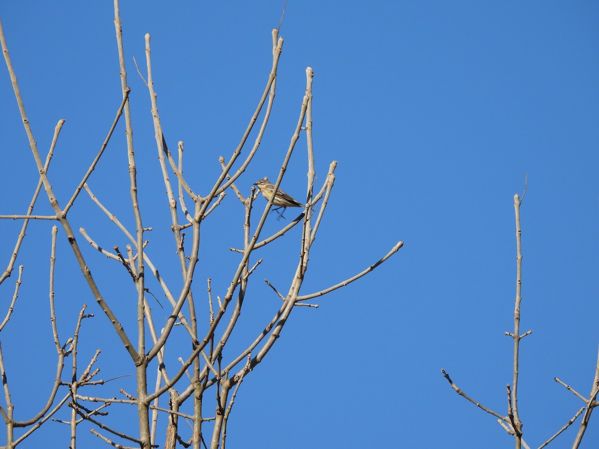 Yellow-rumped Warbler - ML643705650
