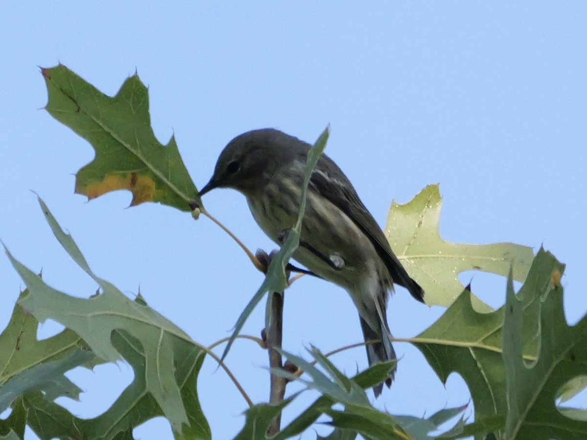 Cape May Warbler - ML643705651