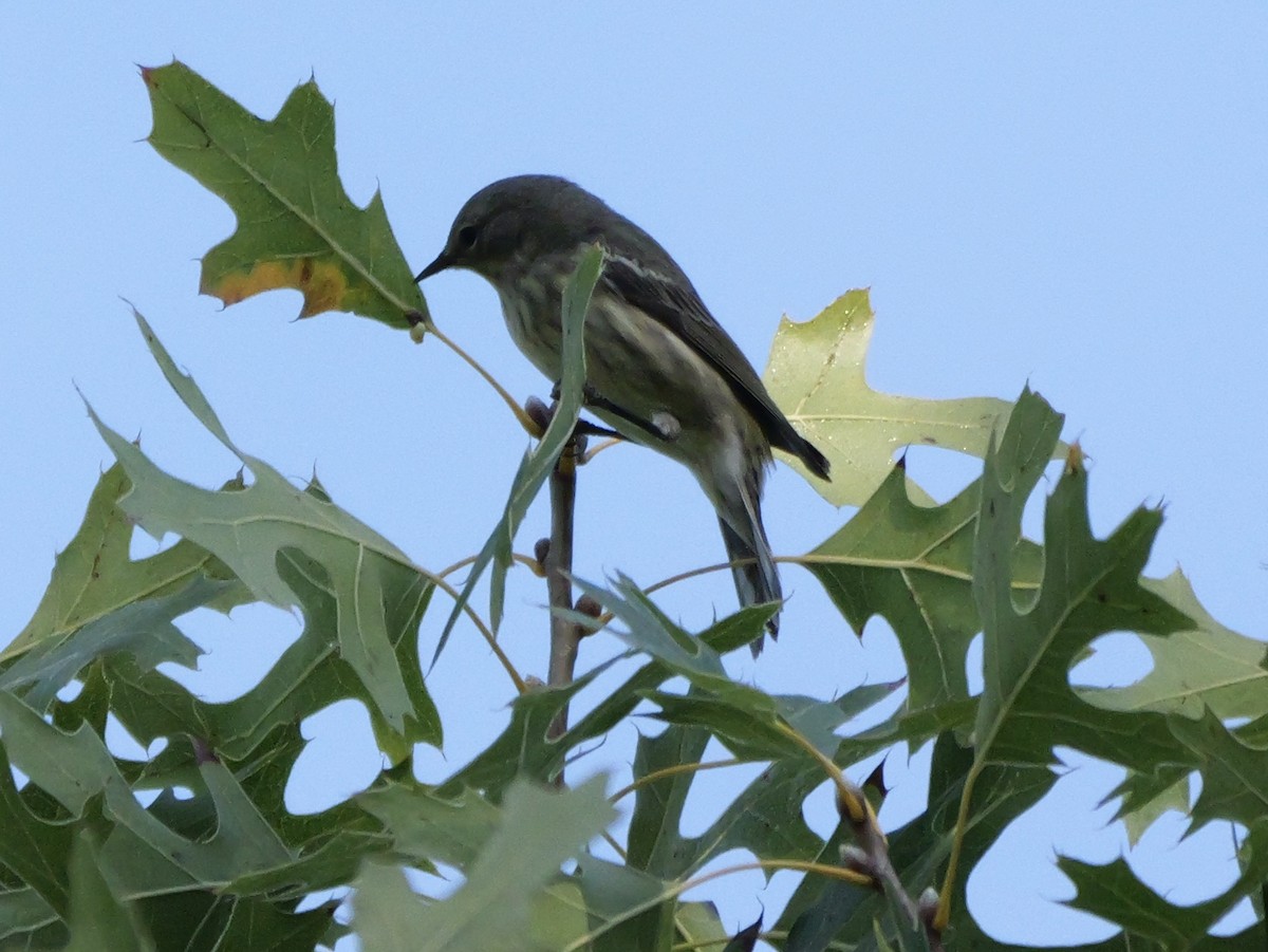 Cape May Warbler - ML643705652