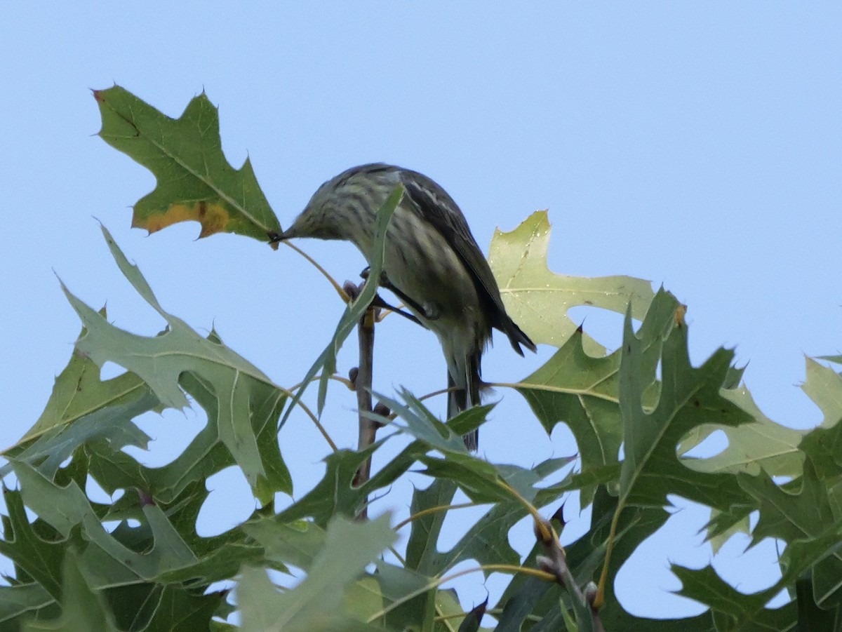 Cape May Warbler - ML643705653