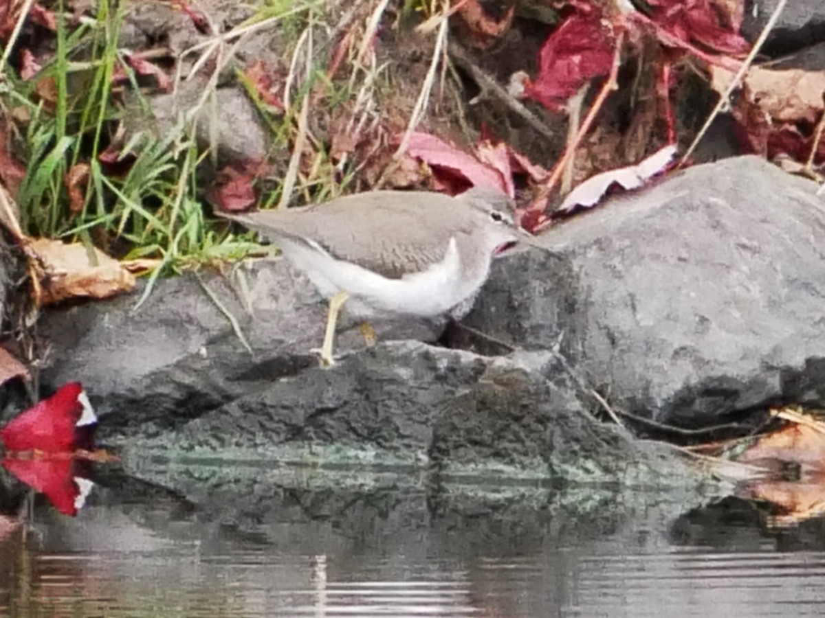 Spotted Sandpiper - ML643705654