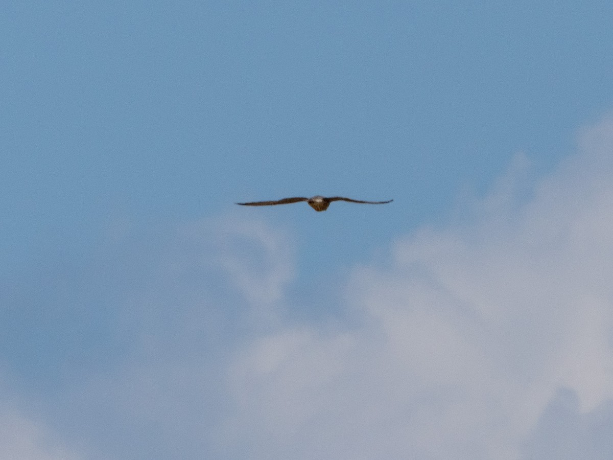 Peregrine Falcon - ML643705655