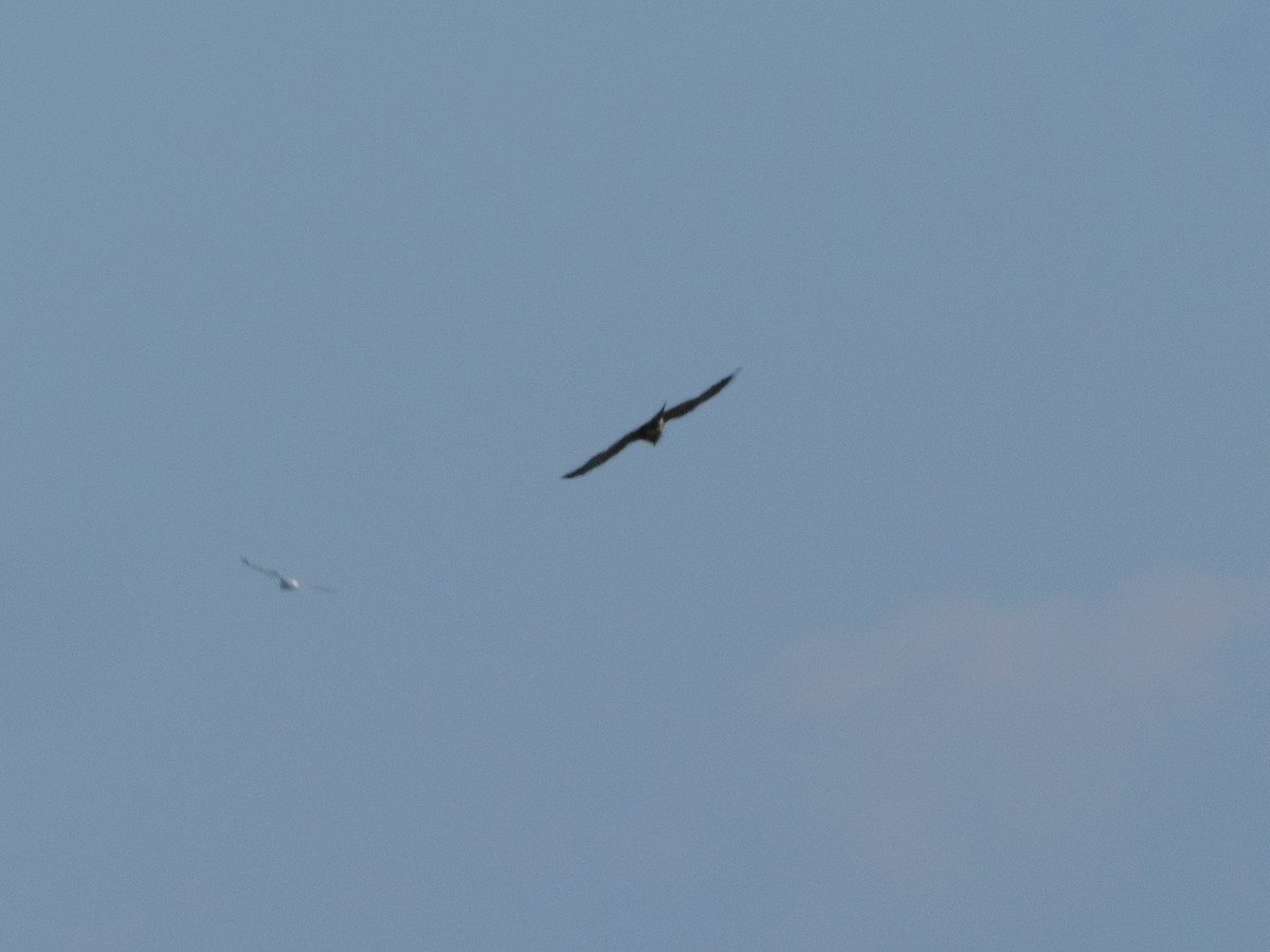 Peregrine Falcon - ML643705656