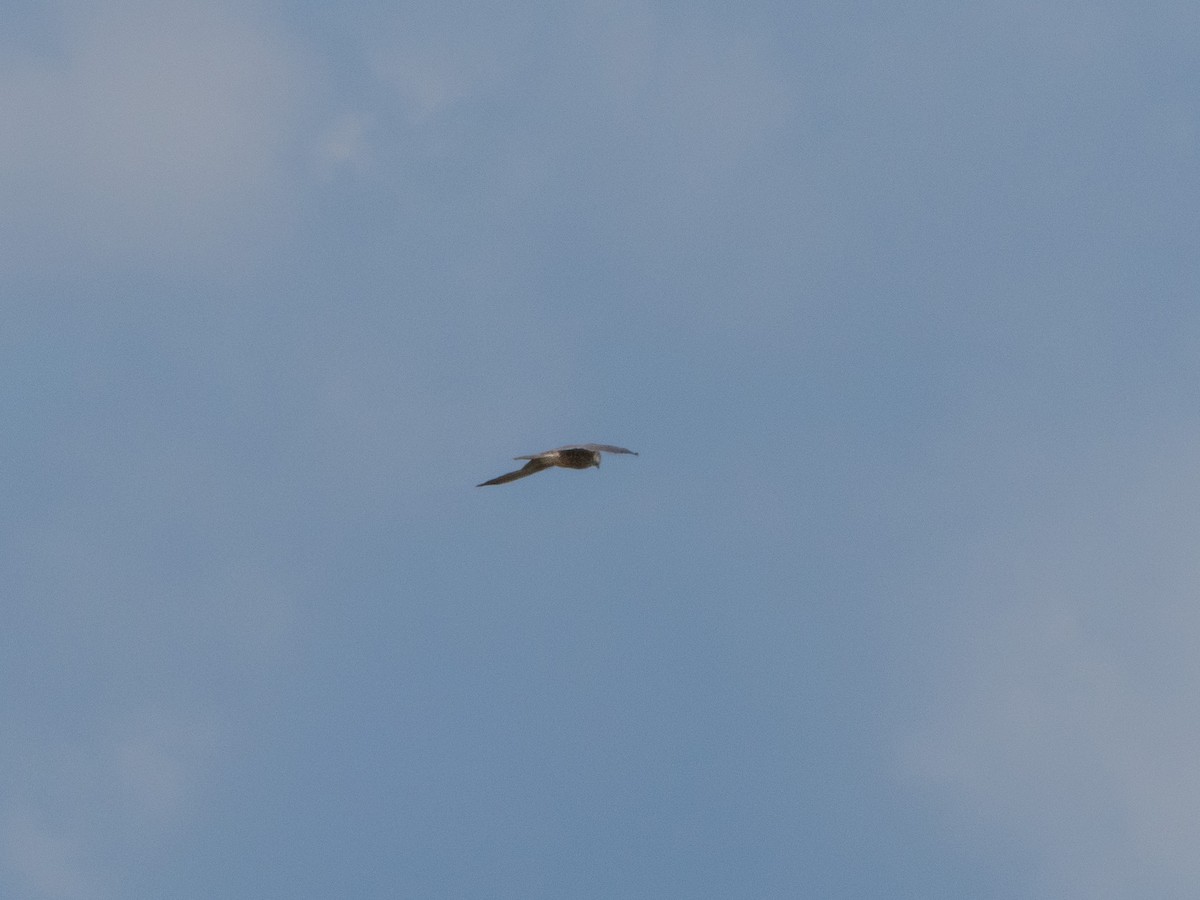 Peregrine Falcon - ML643705657