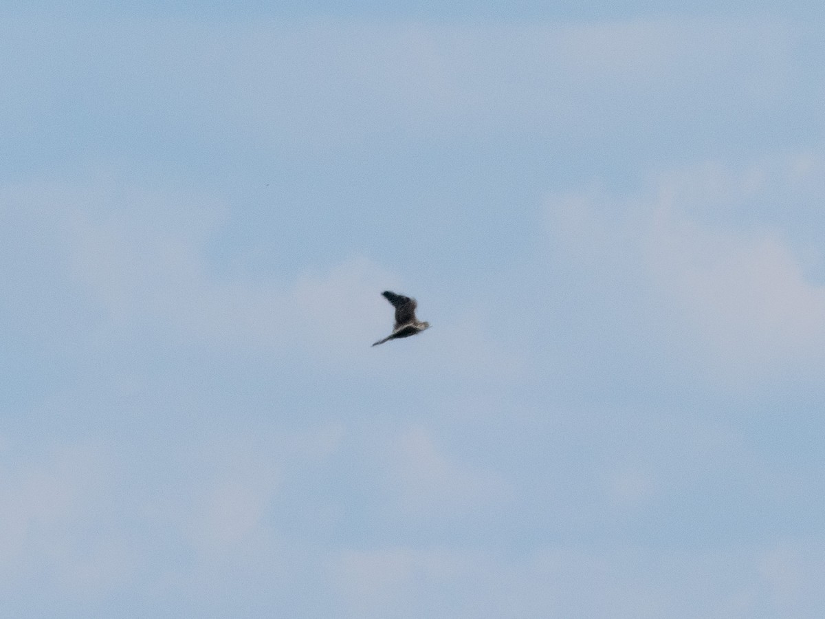 Peregrine Falcon - ML643705658