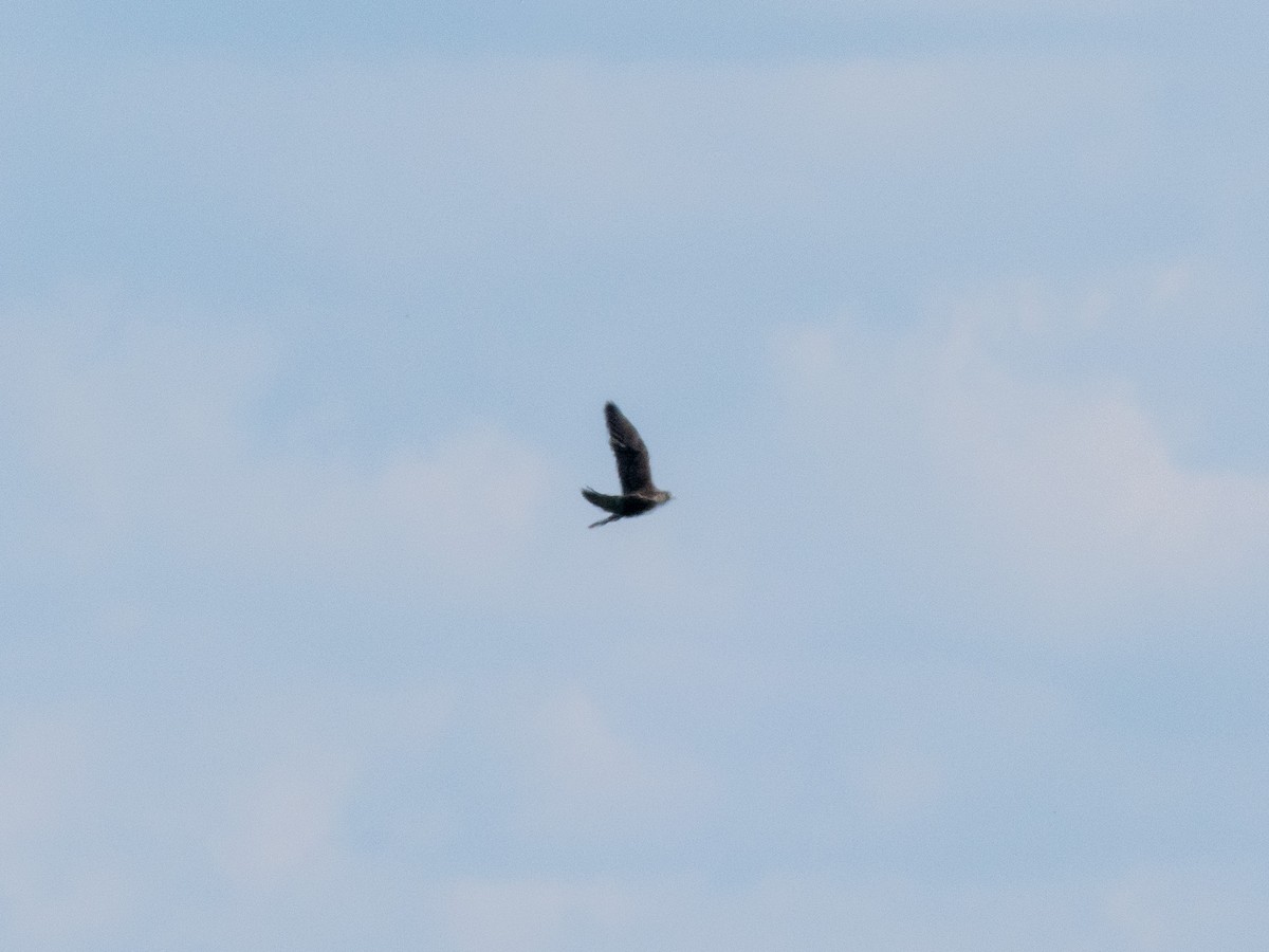 Peregrine Falcon - ML643705659