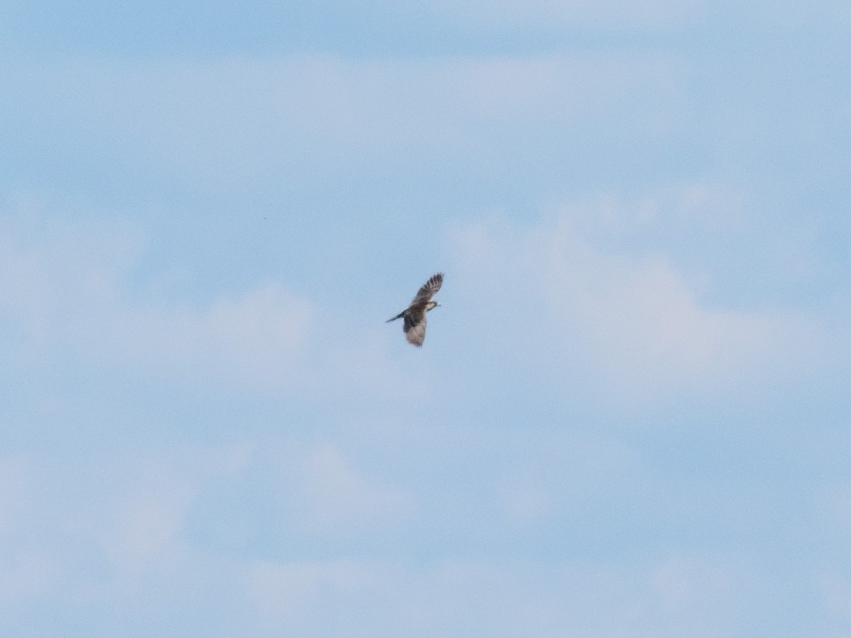 Peregrine Falcon - ML643705660