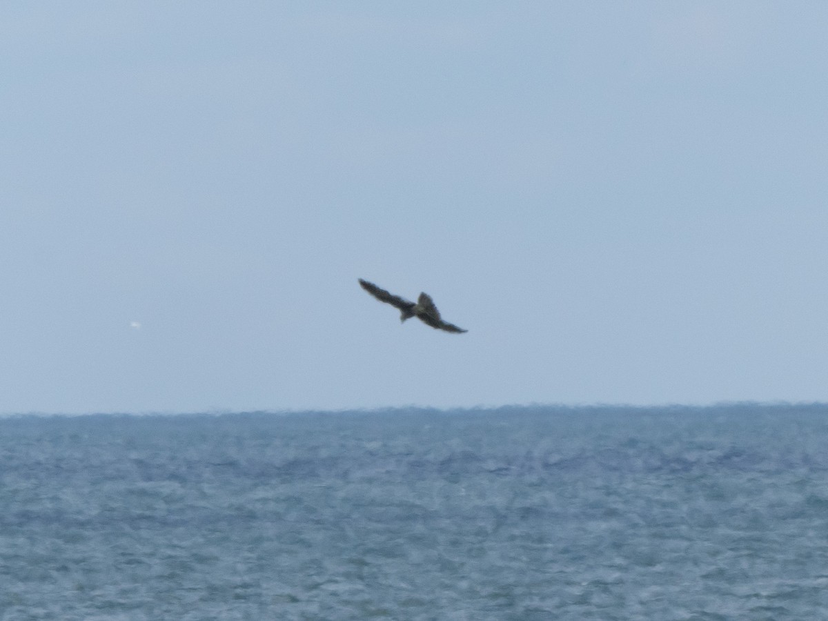 Peregrine Falcon - ML643705661