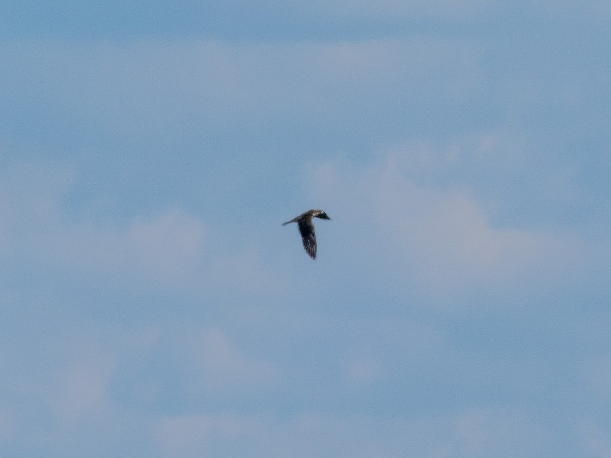 Peregrine Falcon - ML643705662