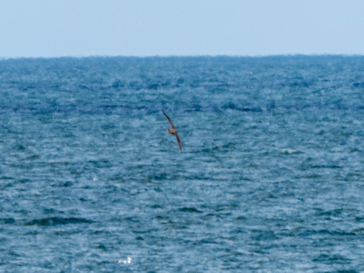 Peregrine Falcon - ML643705663