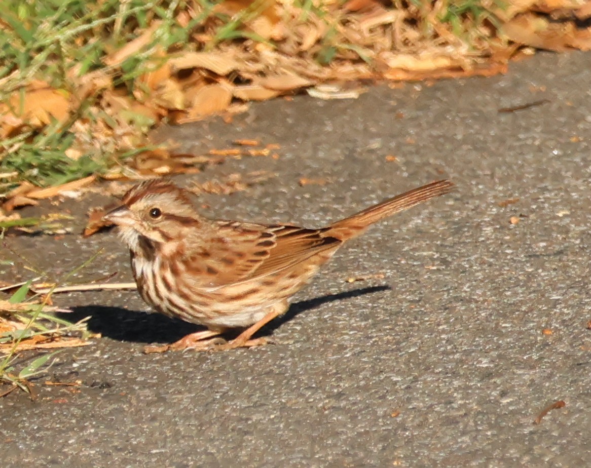 Song Sparrow - ML643705664