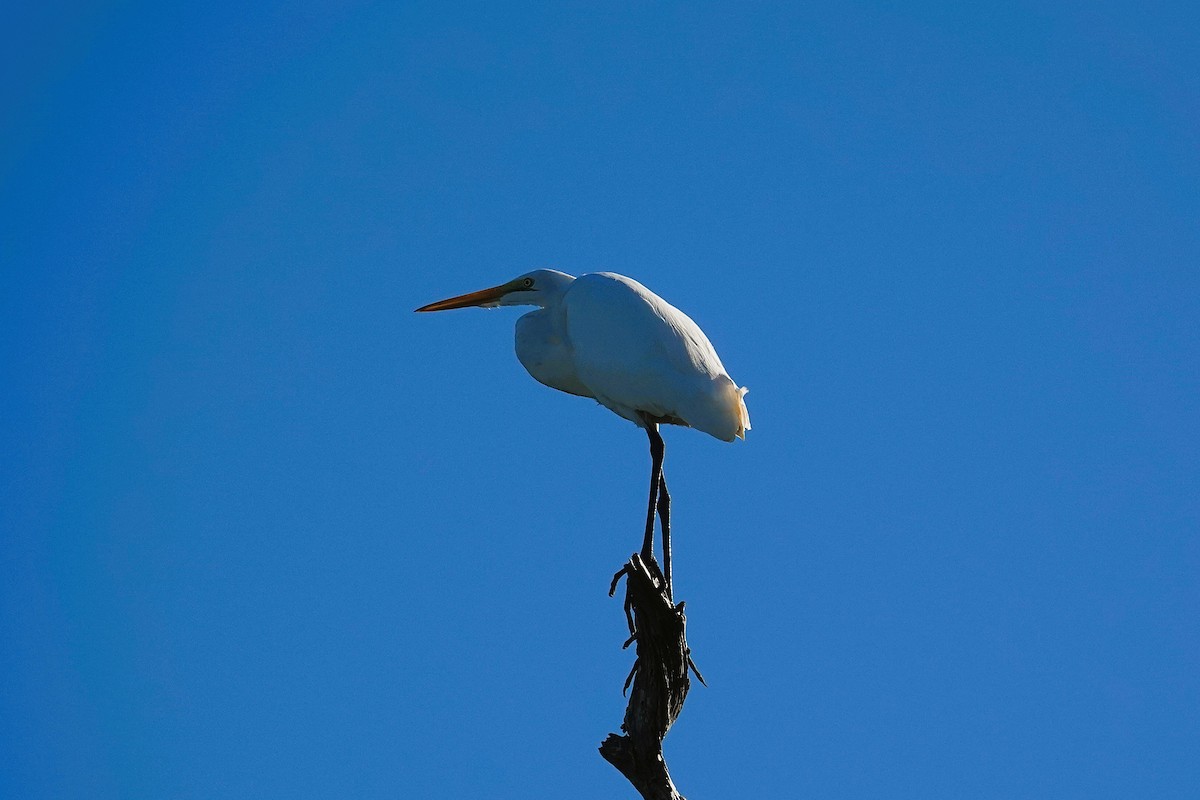 Great Egret - ML643705666