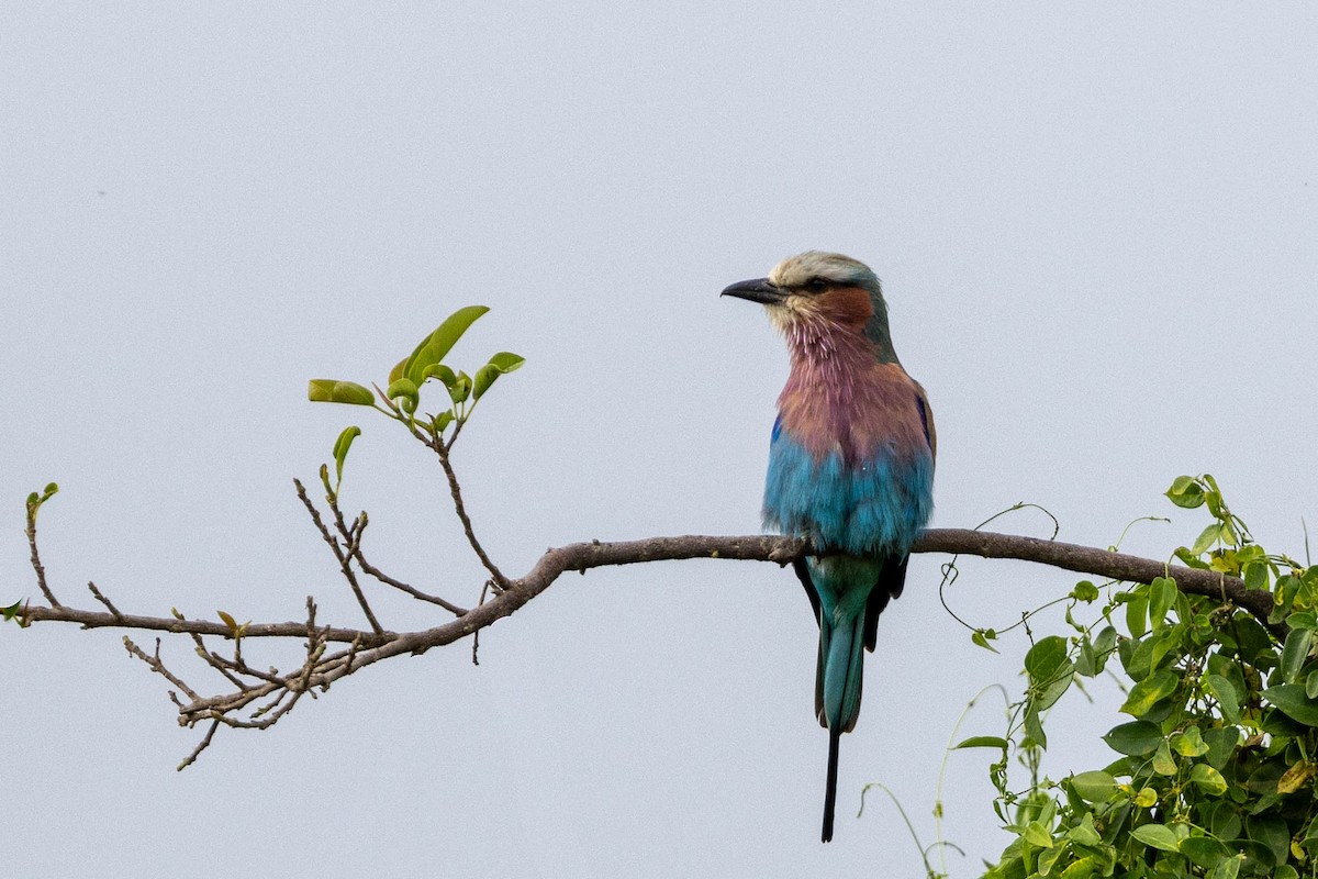 Lilac-breasted Roller - ML643705677
