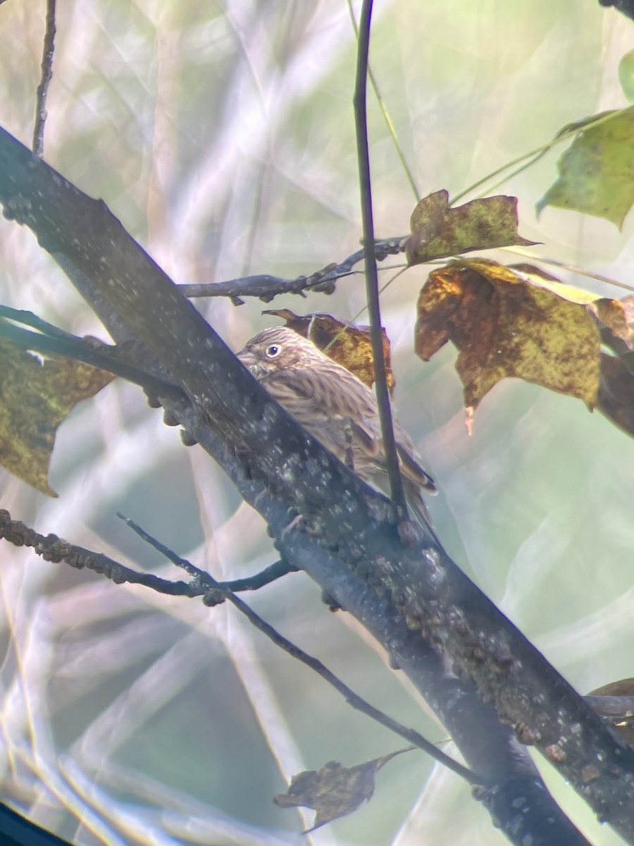 Vesper Sparrow - ML643705685