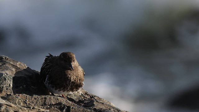 クロキョウジョシギ - ML643705687