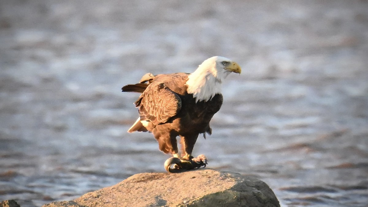 Bald Eagle - ML643705690