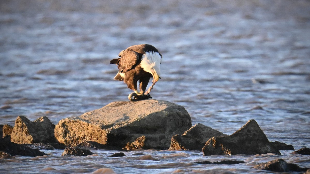 Bald Eagle - ML643705692