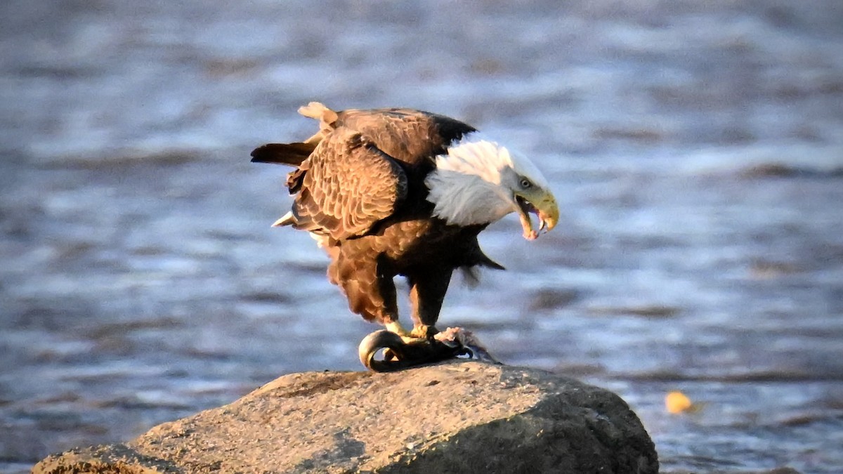 Bald Eagle - ML643705693