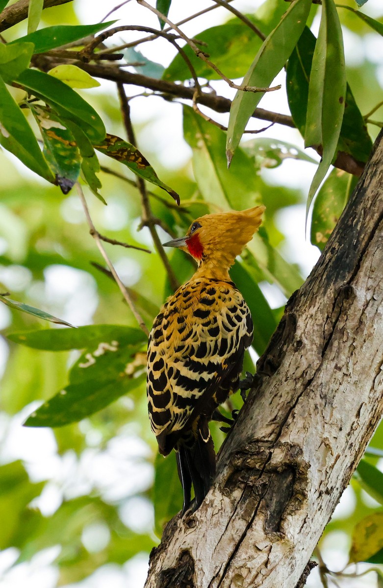 Ochre-backed Woodpecker - ML643705708