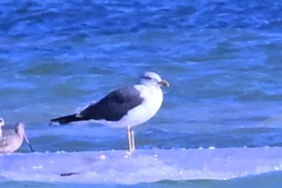 Gaviota Sombría - ML643705717