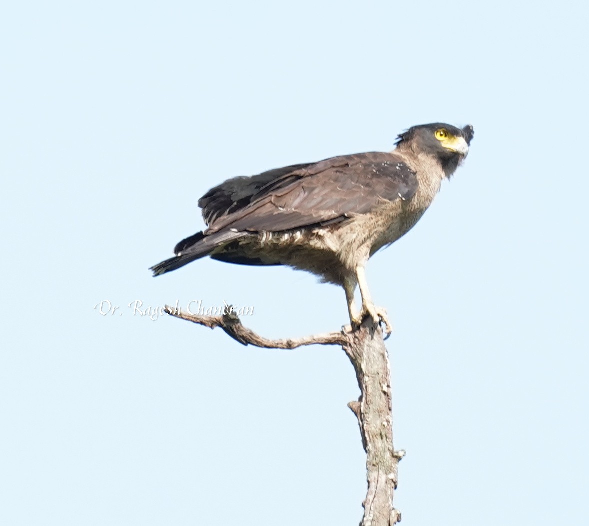 Haubenschlangenadler - ML643705740