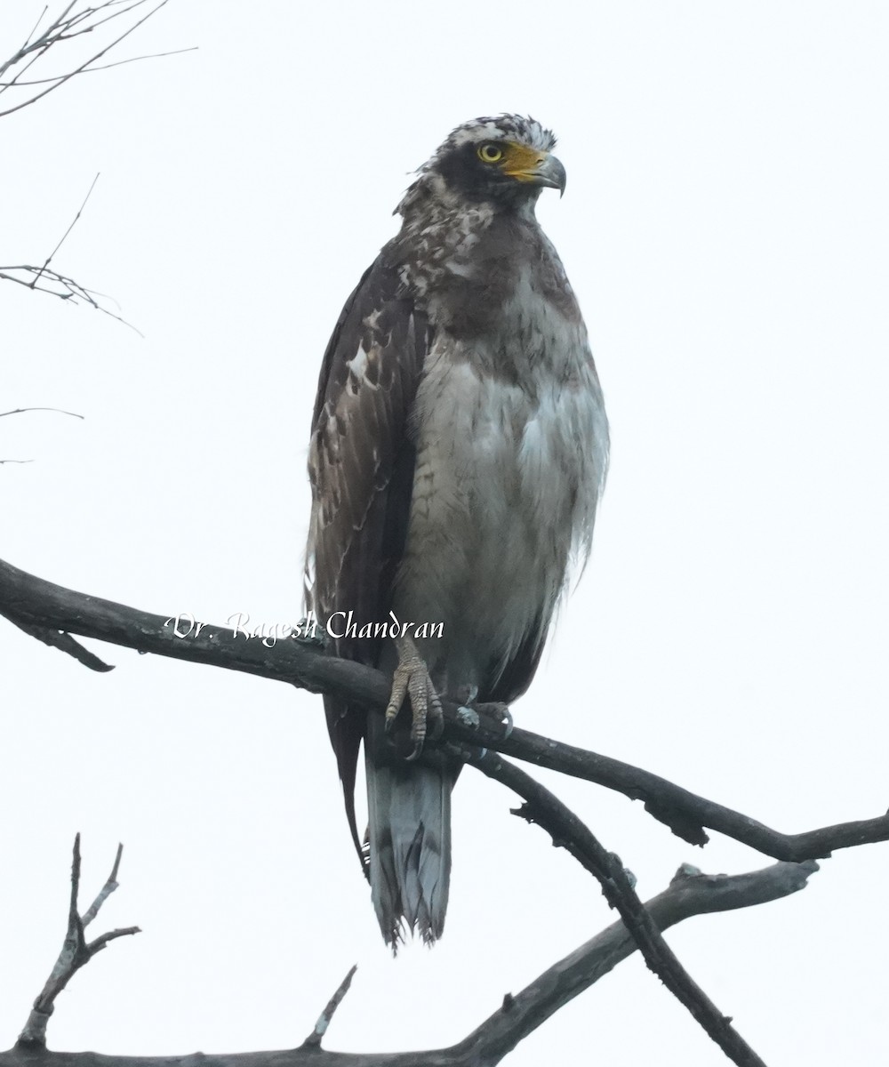 Haubenschlangenadler - ML643705741