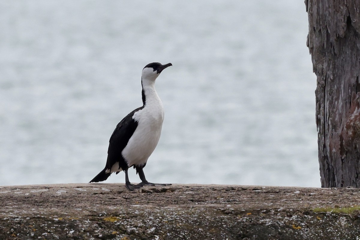 Black-faced Cormorant - ML643705745