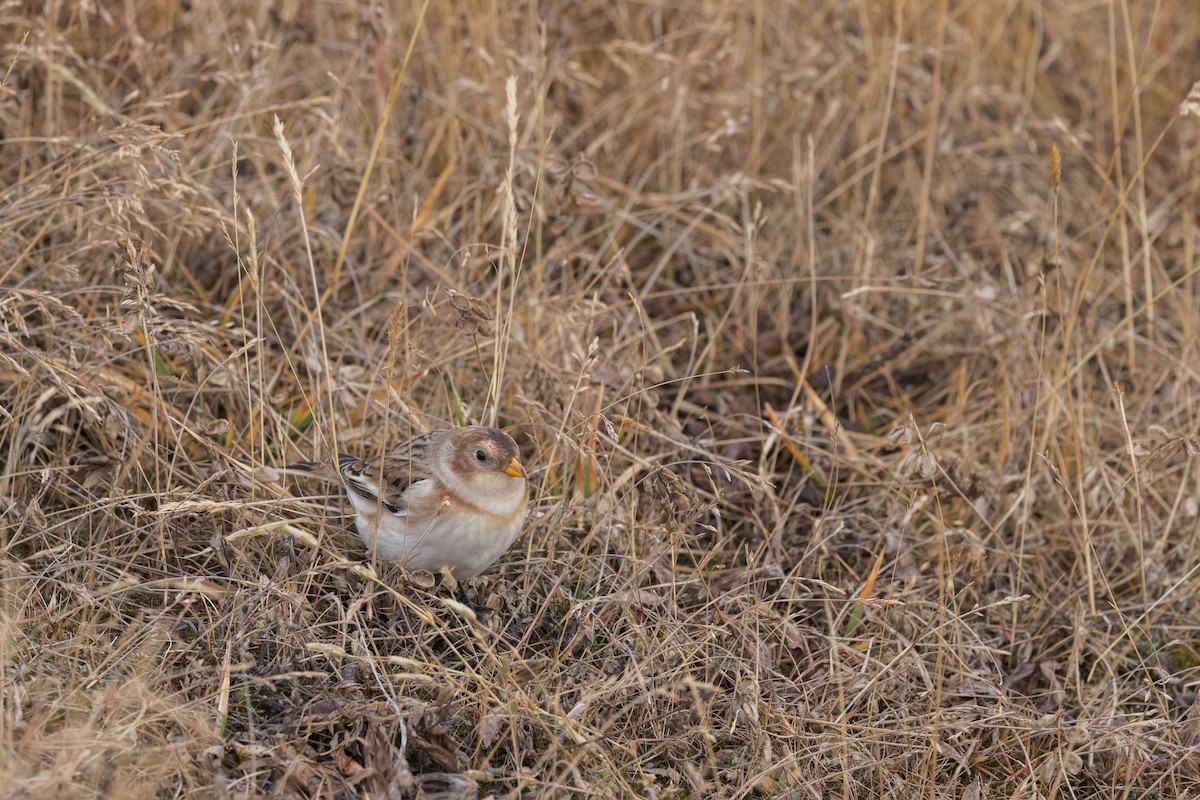 Цасч хөмрөг - ML643705746