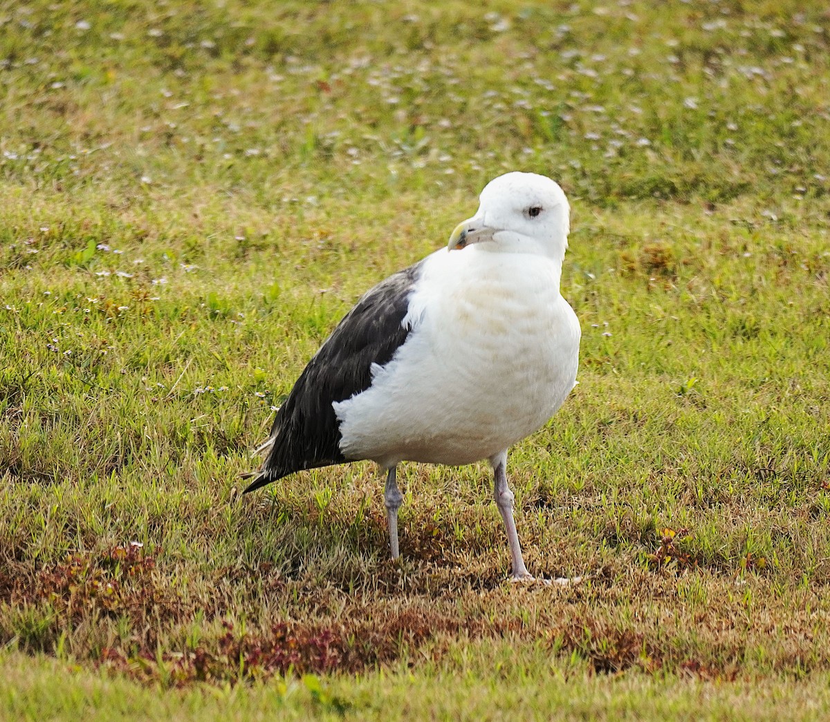 Great Black-backed Gull - ML643705752