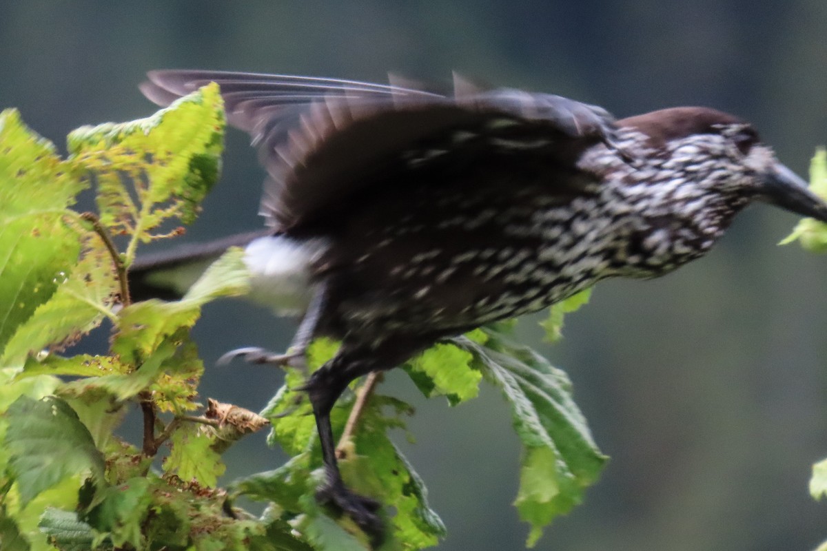 Northern Nutcracker - ML643705768