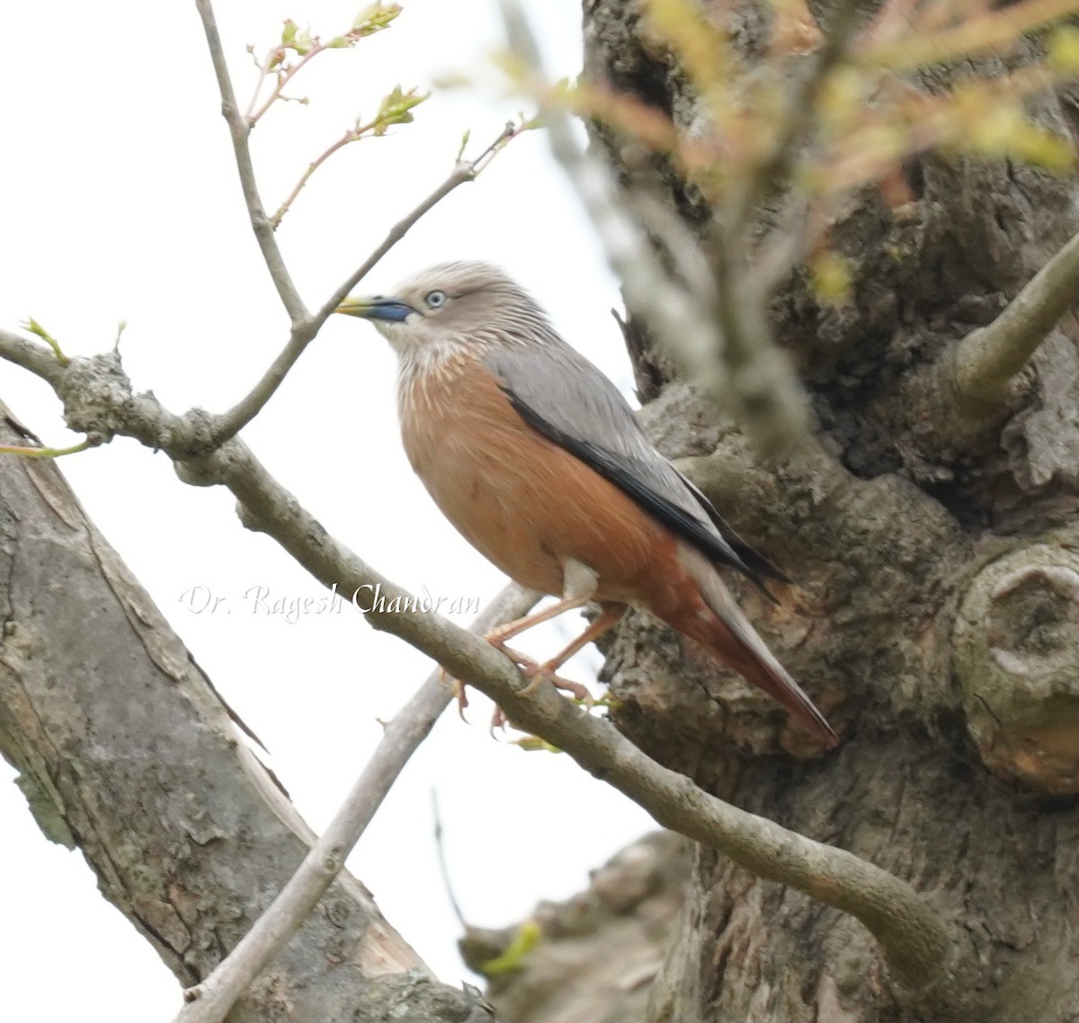 Chestnut-tailed Starling - ML643705770