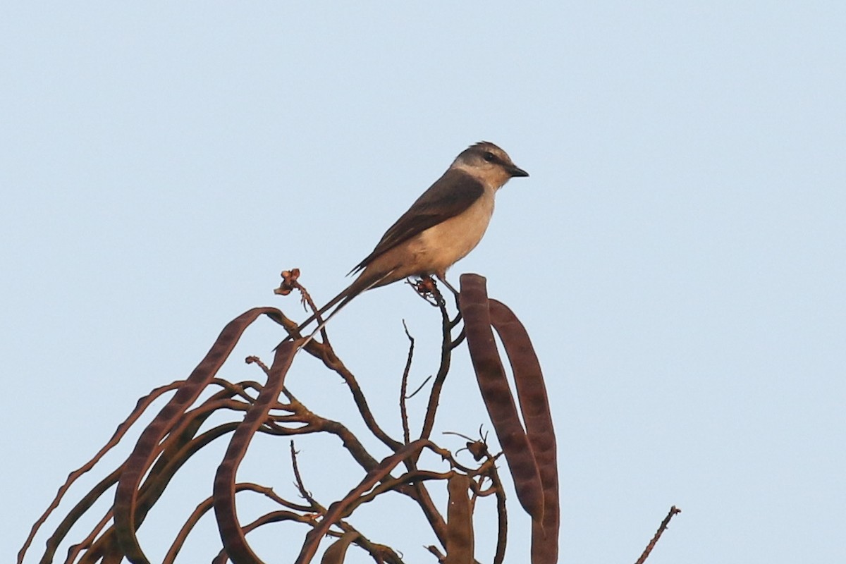 Brown-rumped Minivet - ML643705775