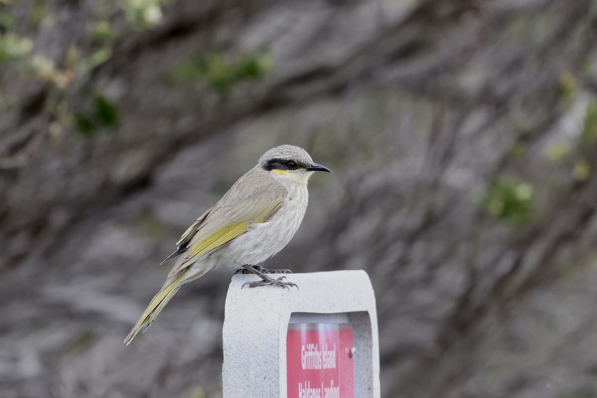 Singing Honeyeater - ML643705782